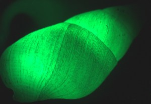 glowing-snail-shell-deheyn
